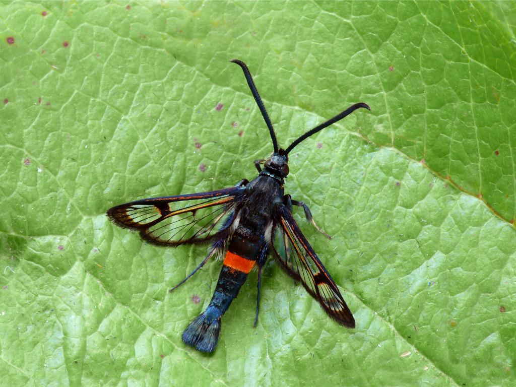 Red-belted Clearwing - Patrick Clement