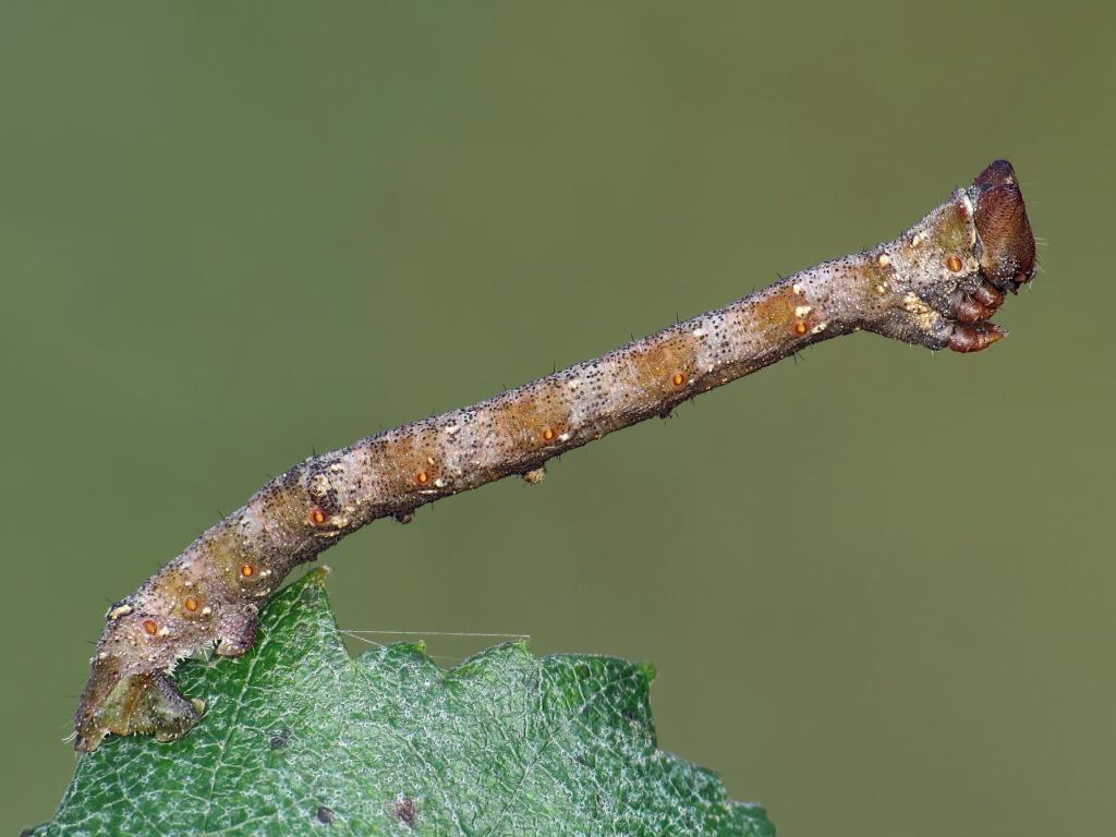 Peppered moth (caterpillar) - Ryszard Szczygieł