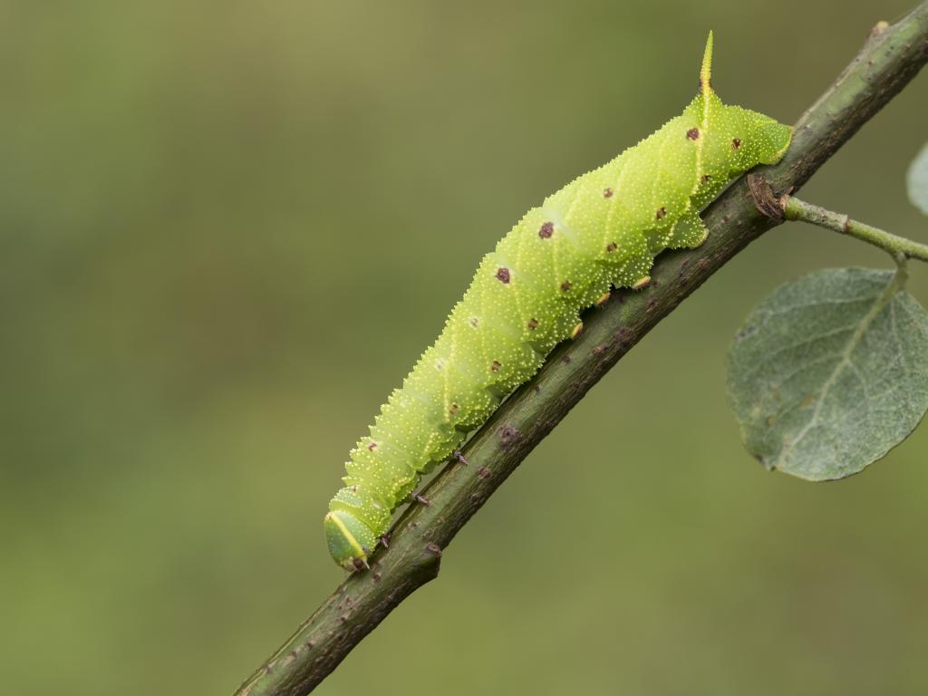 Poplar Hawk-moth (caterpillar) - Bob Eade