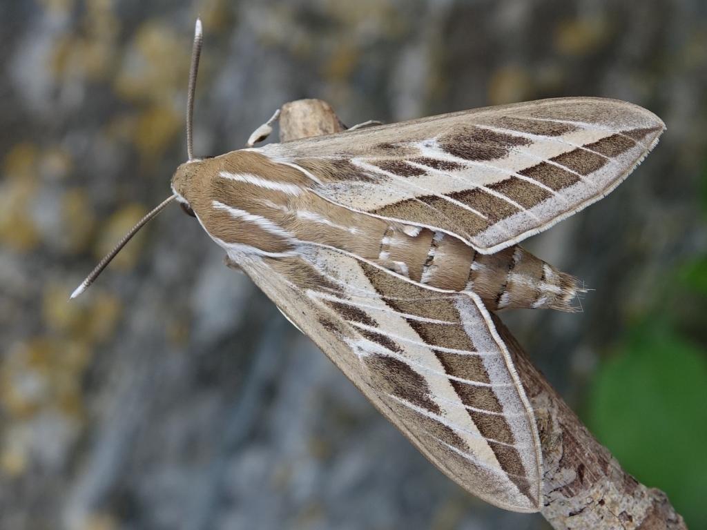 Striped Hawk-moth - Sue Davies