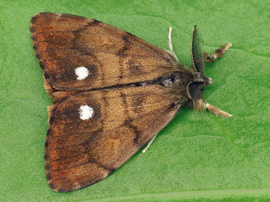 Vapourer moth (male) - Ryszard Szczygieł