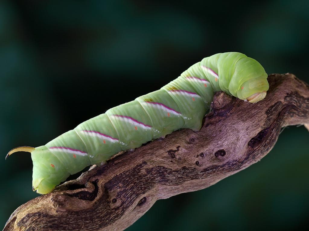Privet Hawk-moth (caterpillar) - Steve Mackay