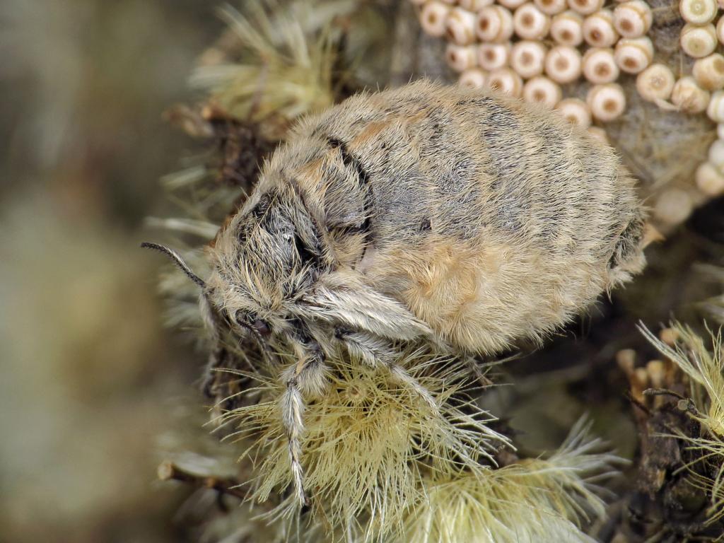 Vapourer moth (female/eggs) - Ryszard Szczygieł