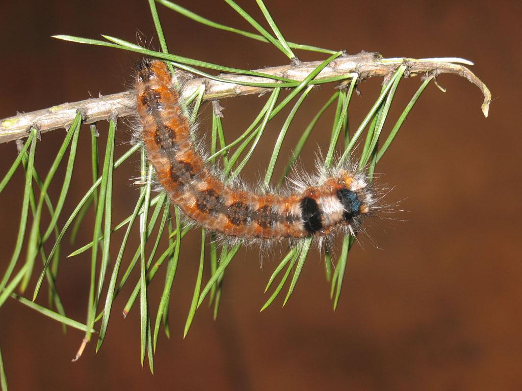 Pine-tree Lappet (caterpillar) - Ilia Ustyantsev