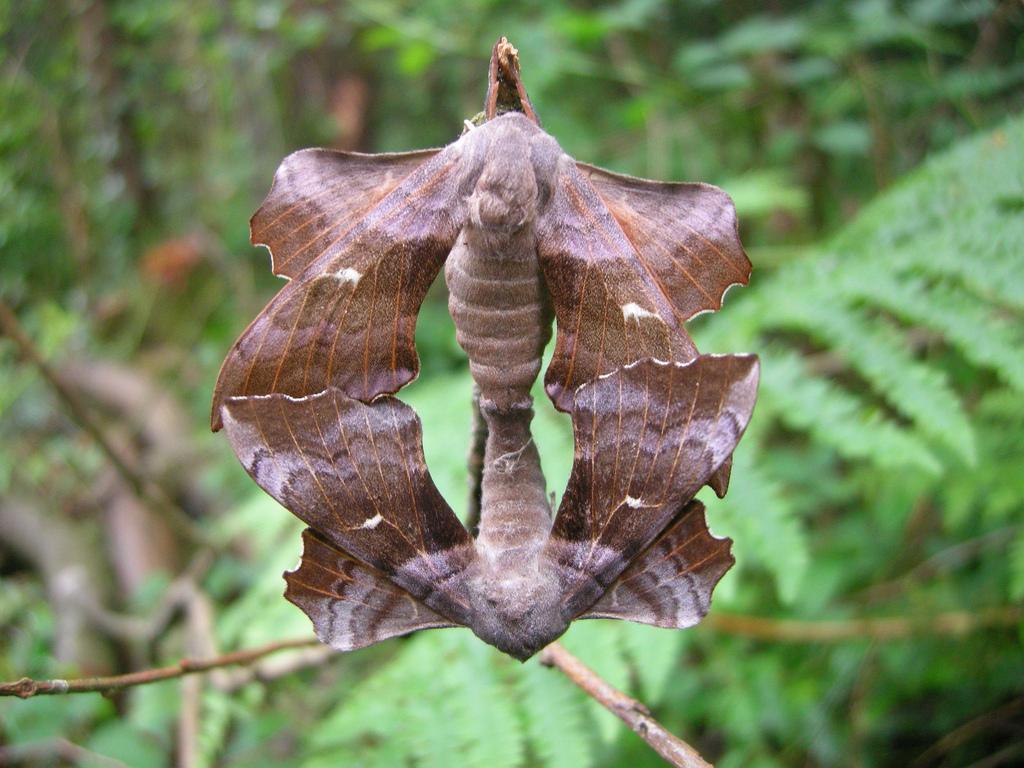 Poplar Hawk-moth (female & male) - James O'Neill