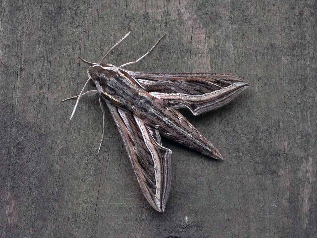 Silver-striped Hawk-moth - Stuart Read