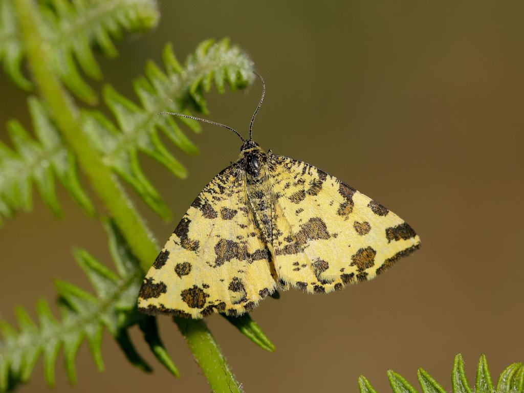 Speckled Yellow - Iain Leach