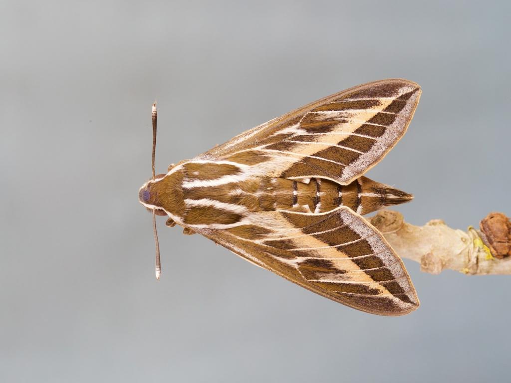 Striped Hawk-moth - Samantha Batty