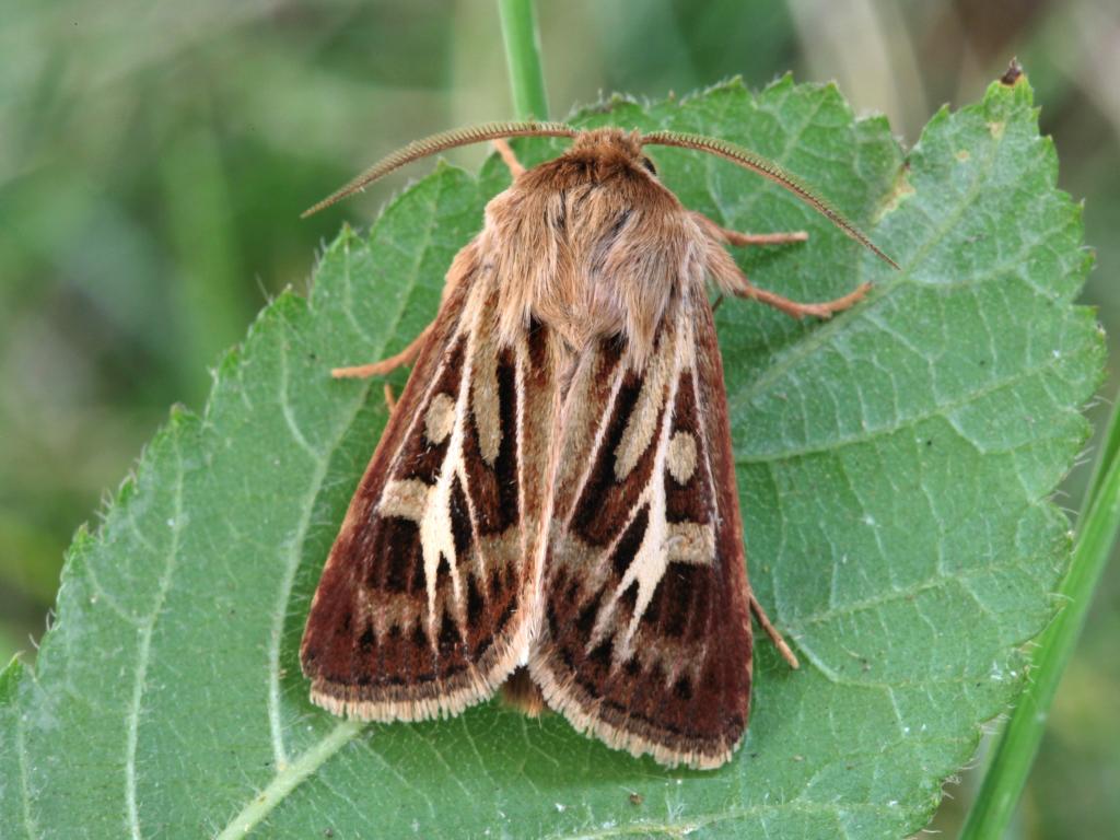 Antler moth (male) - Garry Barlow