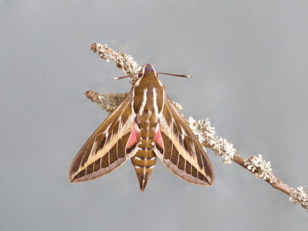 Striped Hawk-moth - Samantha Batty