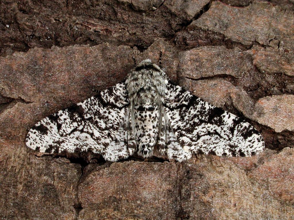 Peppered moth - Stuart Read