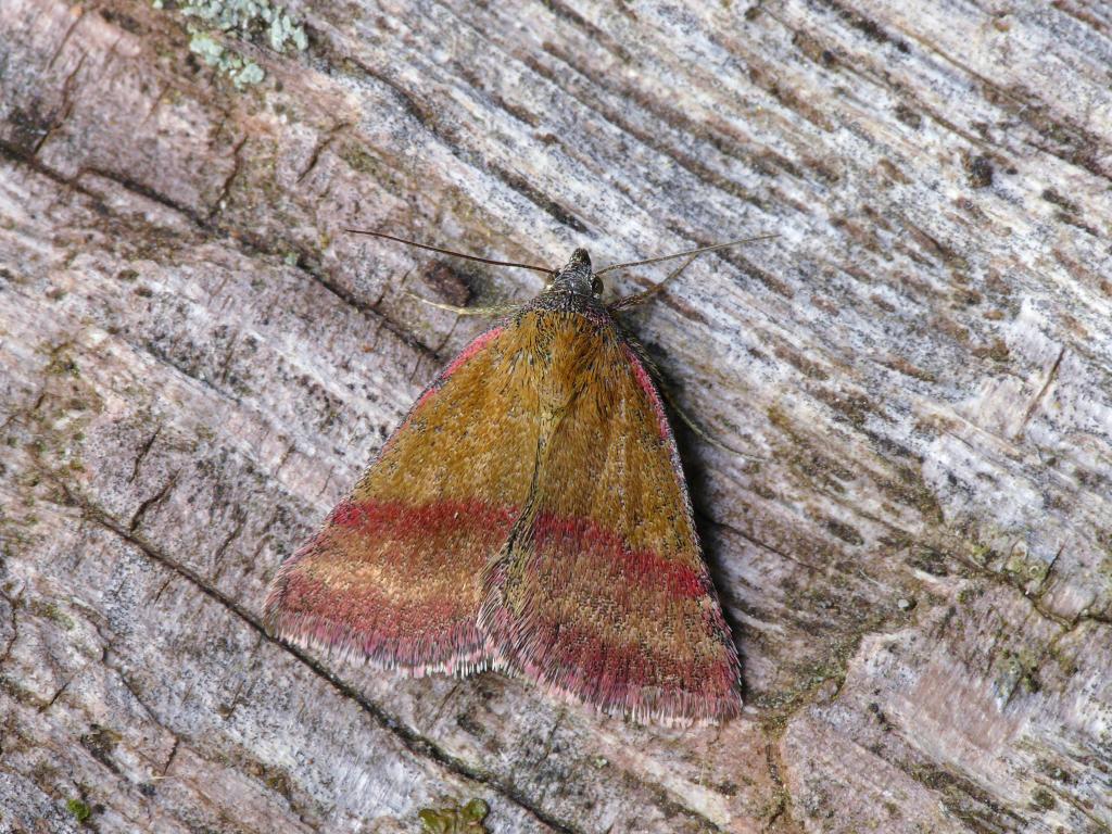 Small Purple-barred - Patrick Clement