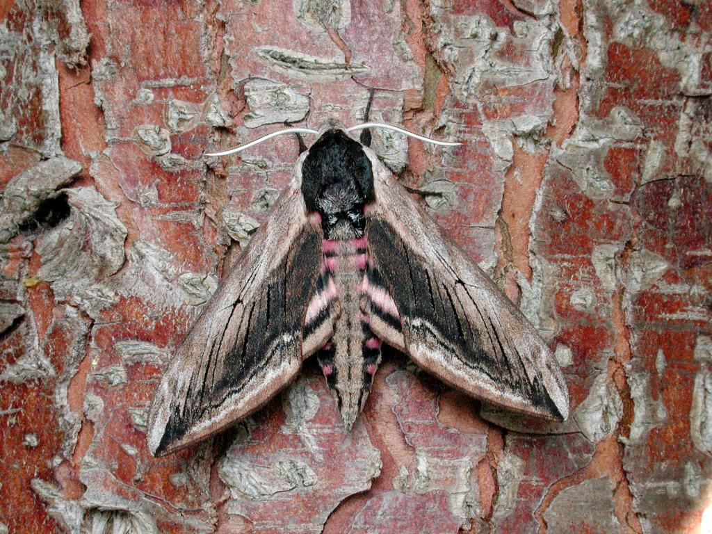 Privet Hawk-moth - Stuart Read