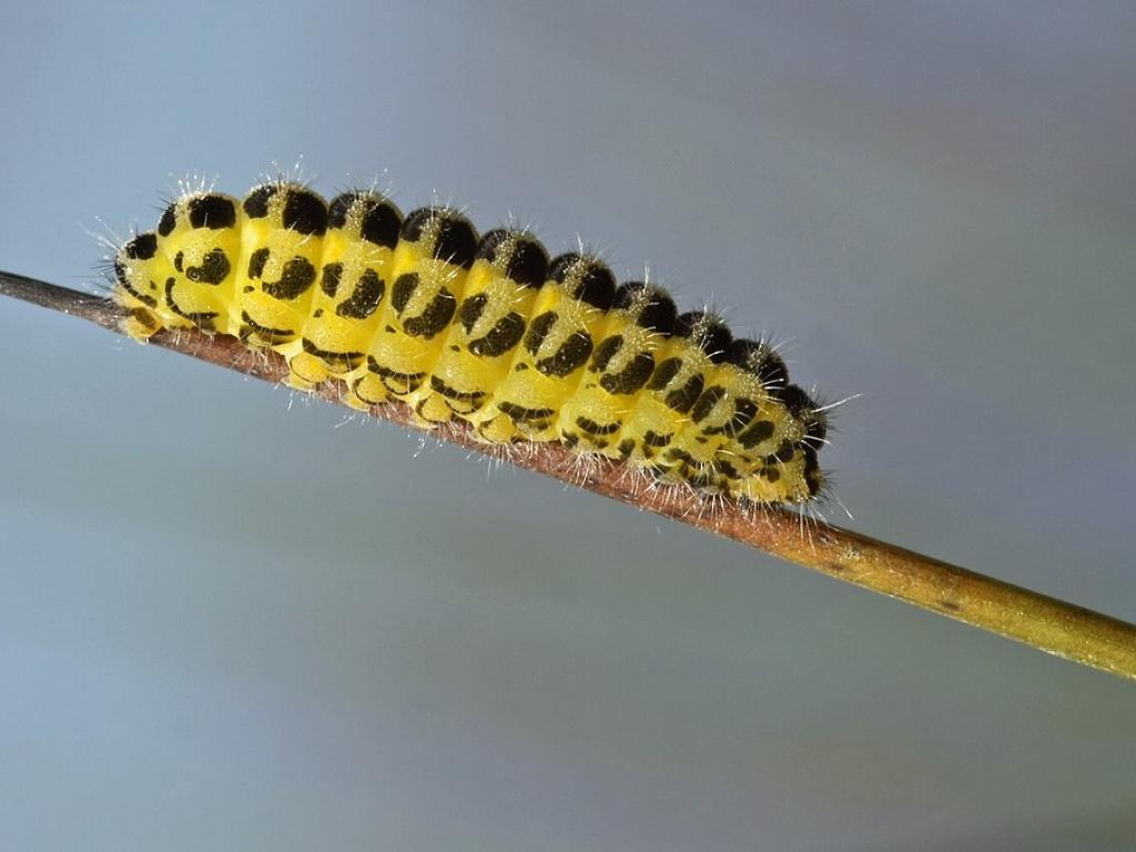 Six-spot Burnet (caterpillar) - Rachel Scopes