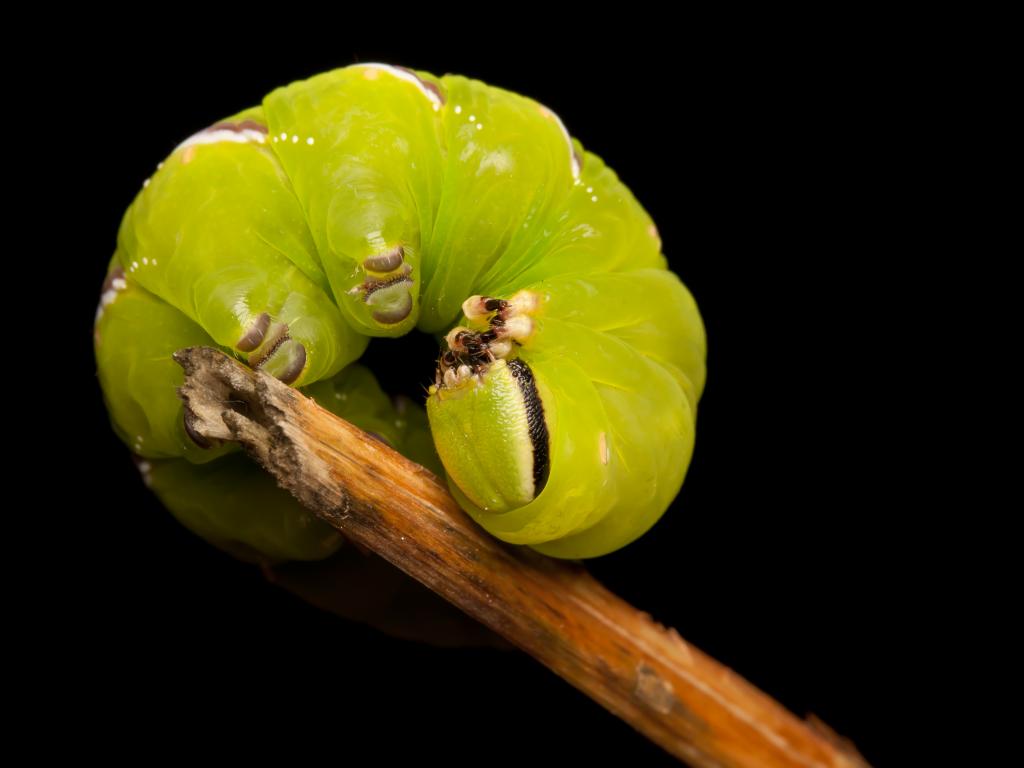 Privet Hawk-moth (caterpillar) - Tapio Kujala
