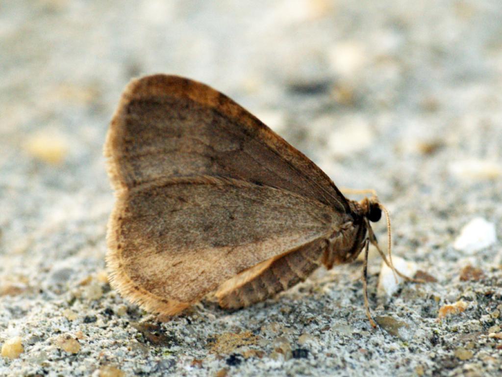 Winter moth (male/underwing) - Ben Sale