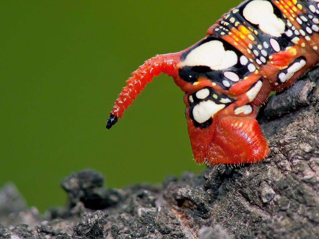 Spurge Hawk-moth (caterpillar tail spike) - Adam Gor