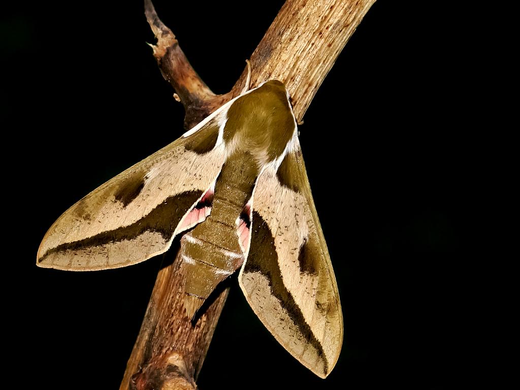 Spurge Hawk-moth - Tamás Nestor