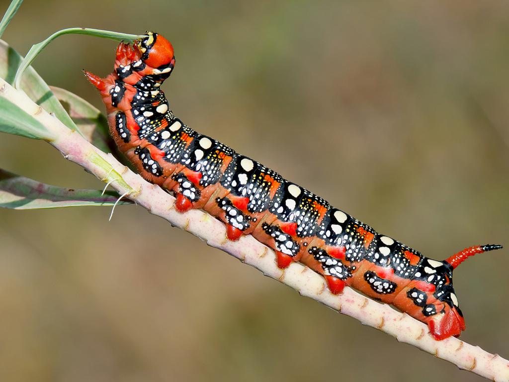 Spurge Hawk-moth (caterpillar) - Adam Gor