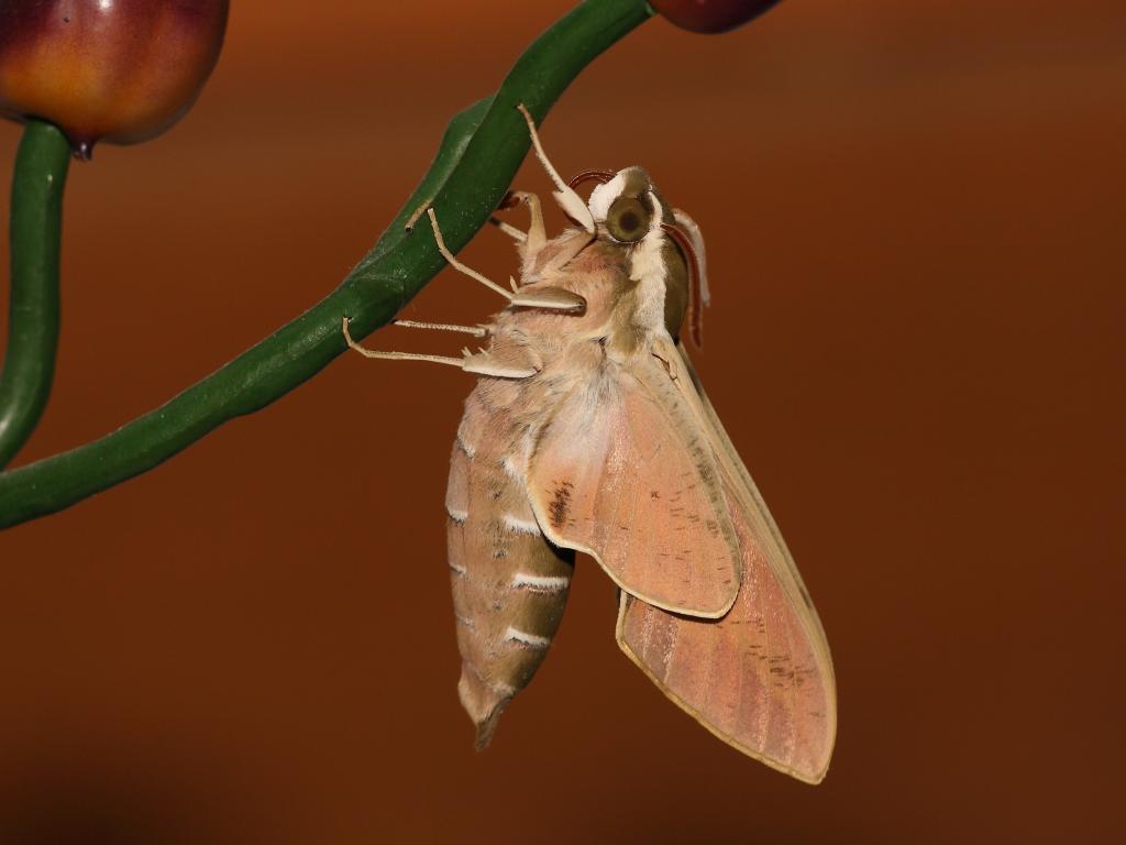 Spurge Hawk-moth (underwing) - Dean Morley