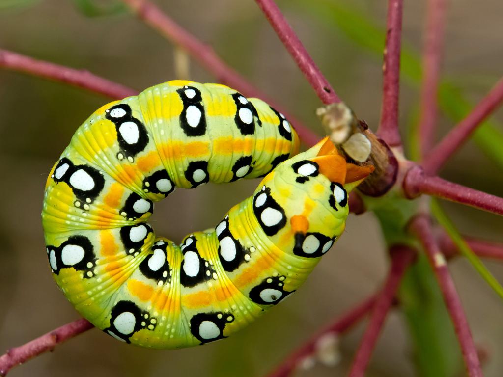 Spurge Hawk-moth (caterpillar) - Tamás Nestor