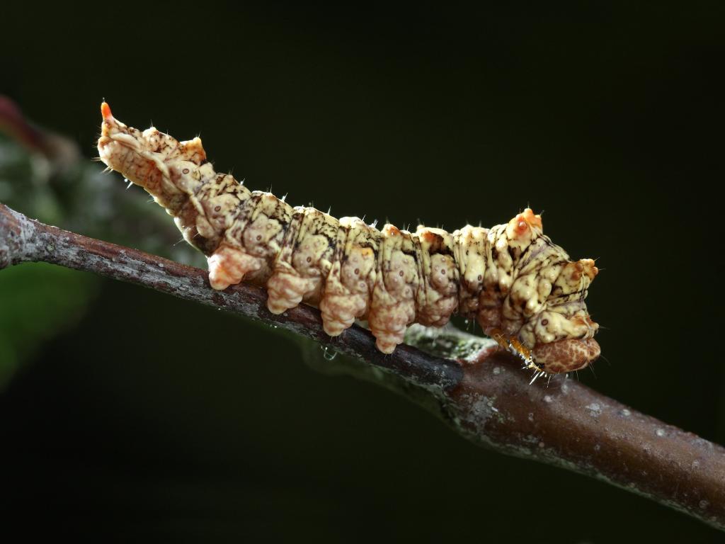 Scalloped Hook-tip (caterpillar) - Patrick Clement