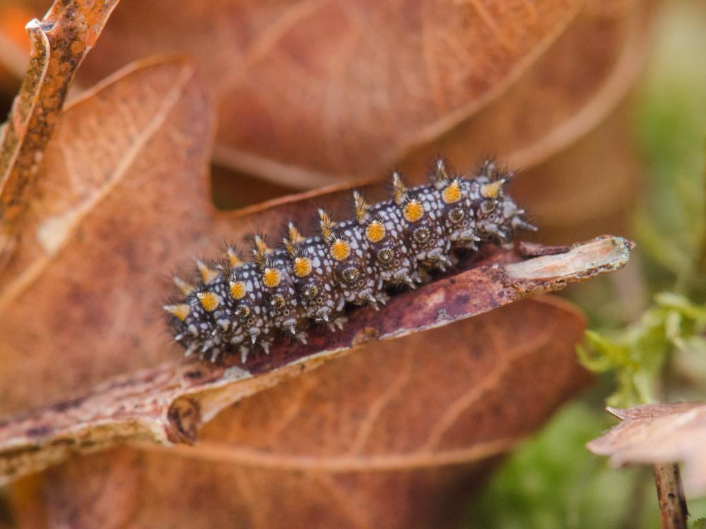 Heath Fritillary (caterpillar) - Simon Phelps