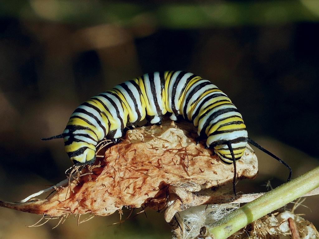 Monarch (caterpillar) - Paul Davies