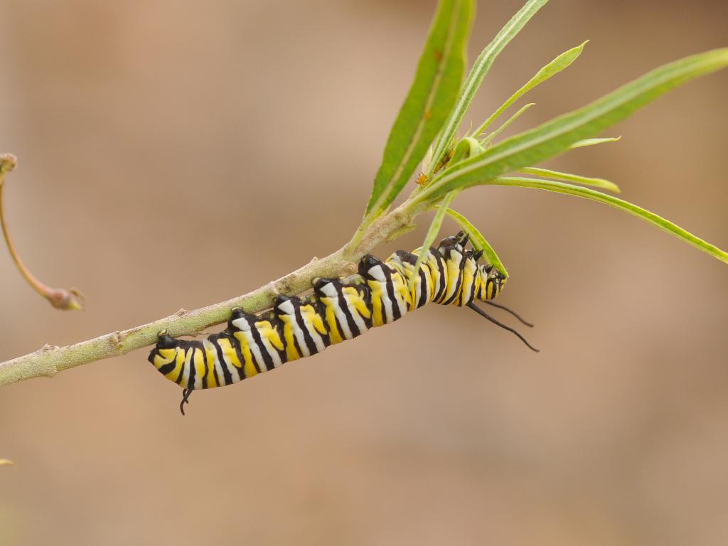 Monarch (caterpillar) - David Morris