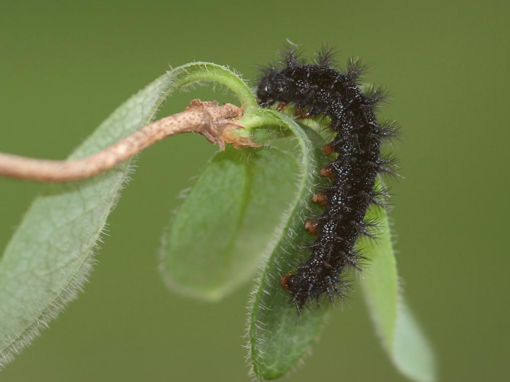 Marsh Fritillary (caterpillar) - Dean Morley