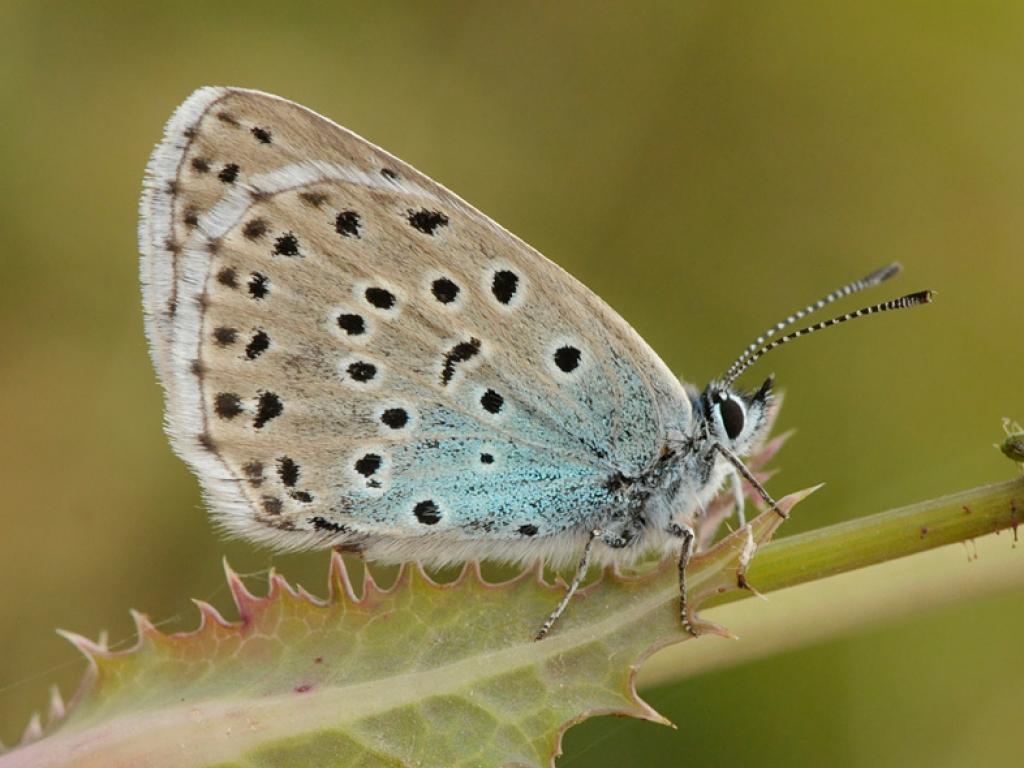 Large Blue (underwing) - Pete Withers
