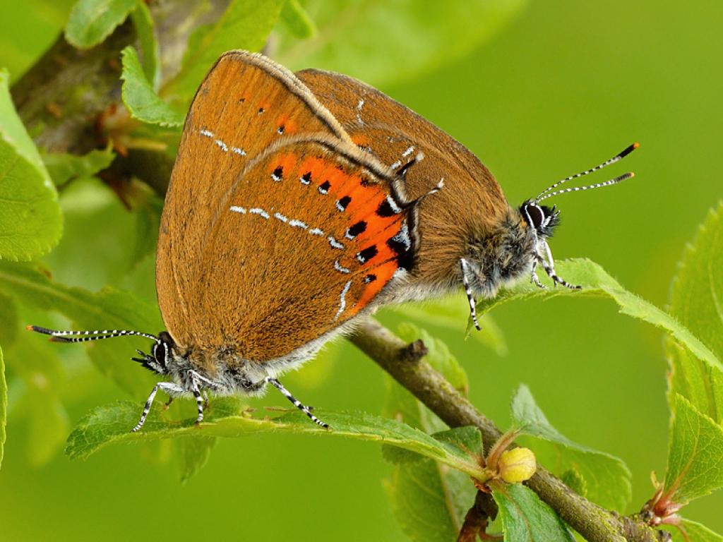 Black Hairstreak (mating pair) - Pete Withers