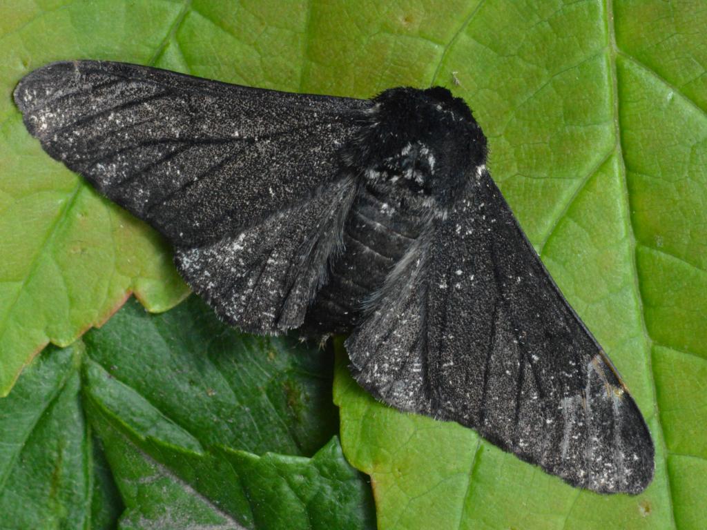 Peppered moth (Melanic form) - Lez Round