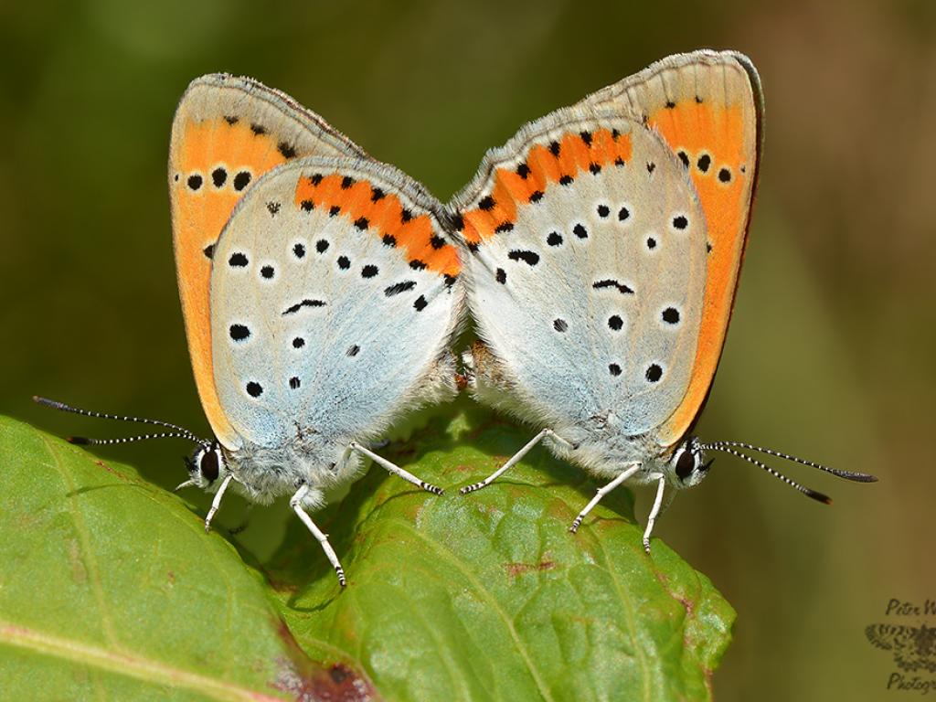 Large Copper (male & female) - Pete Withers