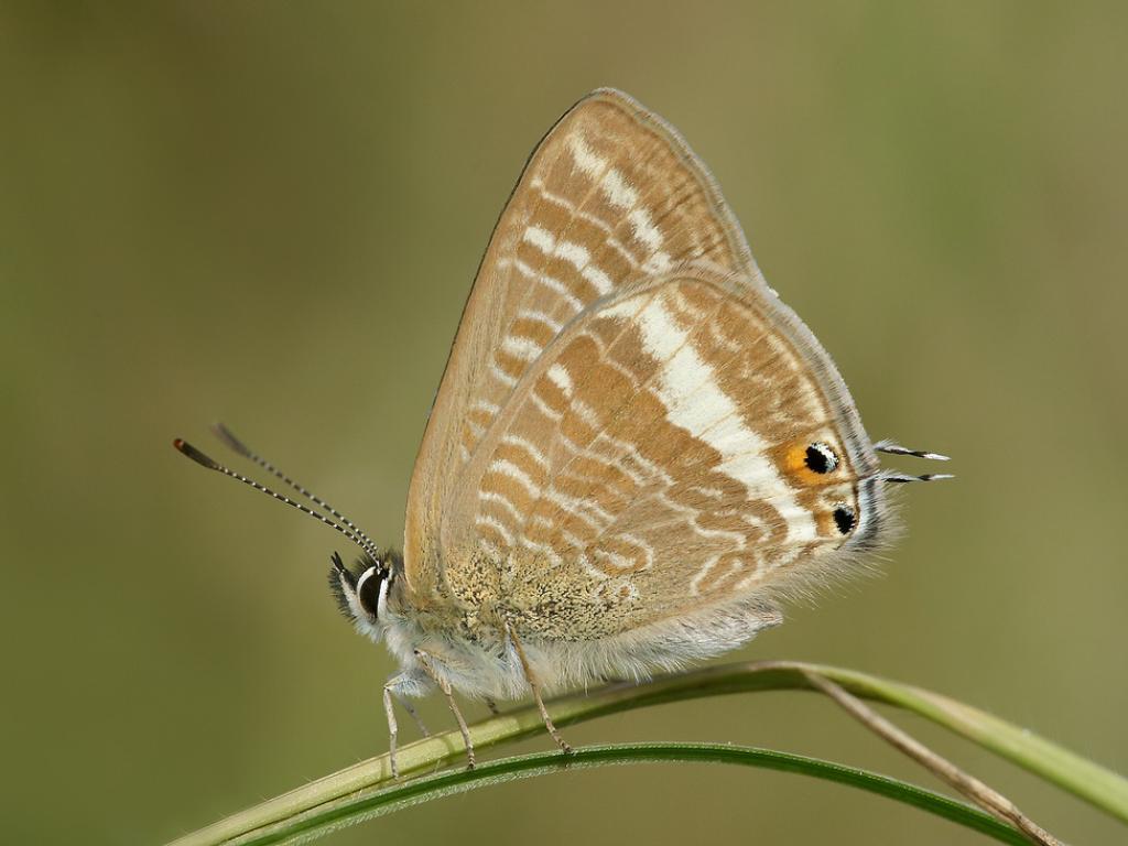 Long-tailed Blue (male/underwing) - Iain Leach