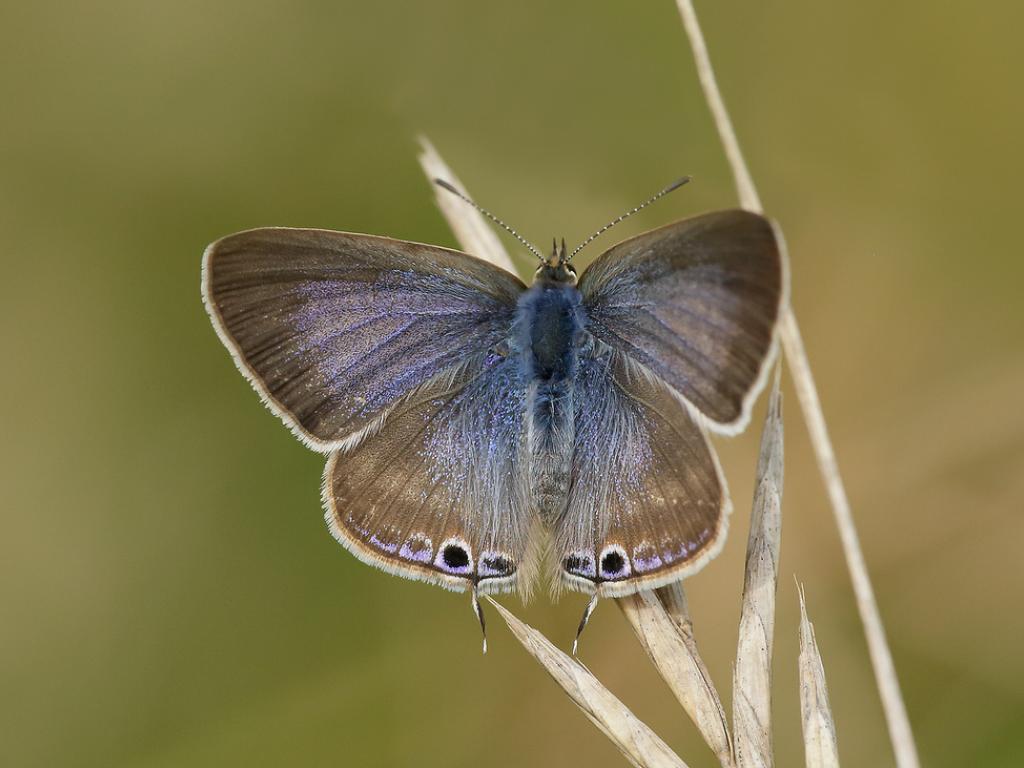 Long-tailed Blue (female/upperwing) - Iain Leach