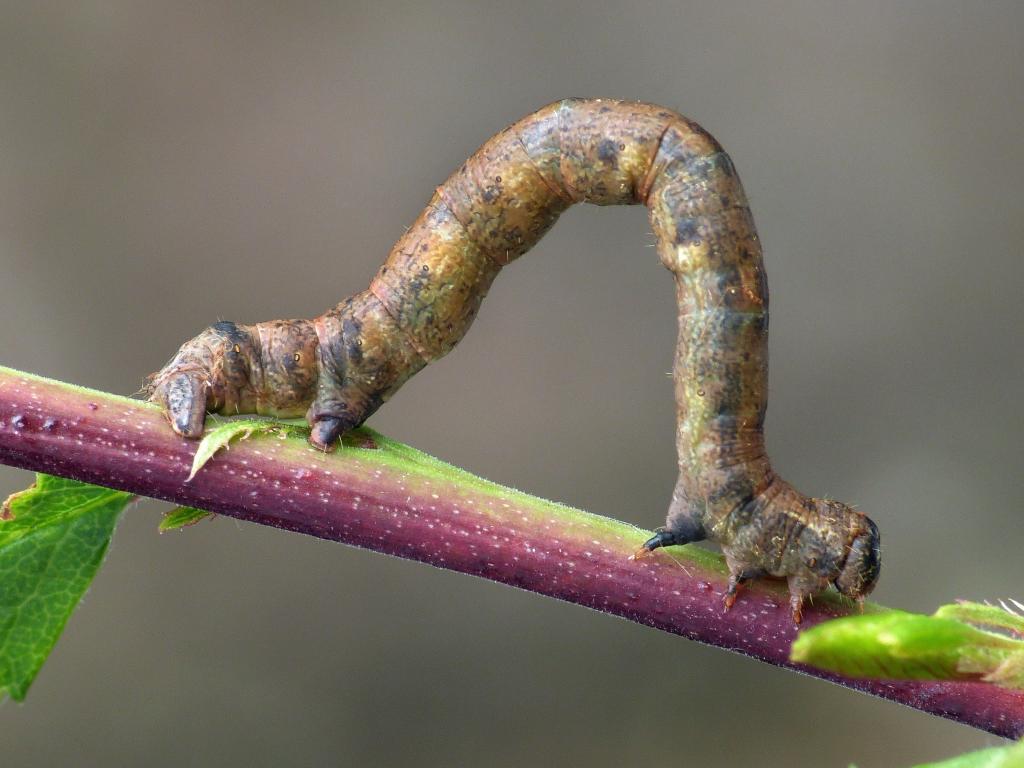 Dotted Border (caterpillar) - Patrick Clement