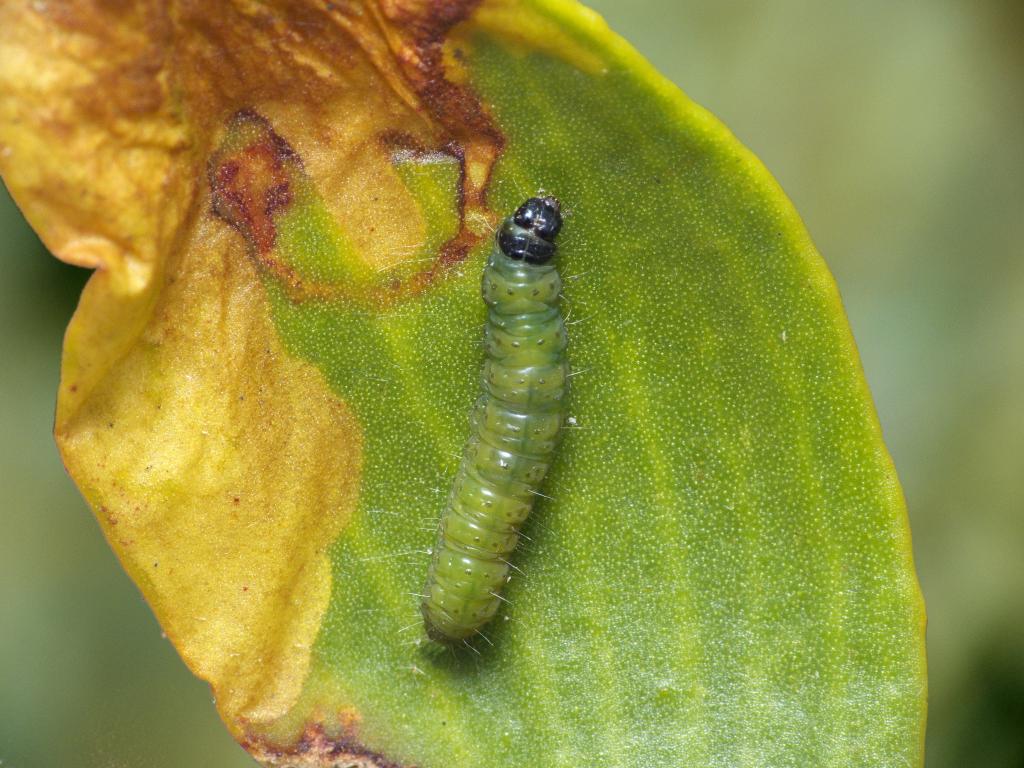 Mistletoe Marble (caterpillar) - Patrick Clement