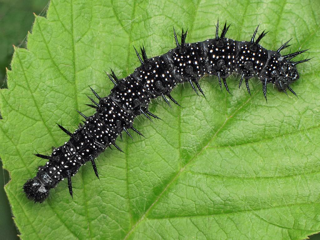 Peacock (caterpillar) - Ryszard Szczygieł