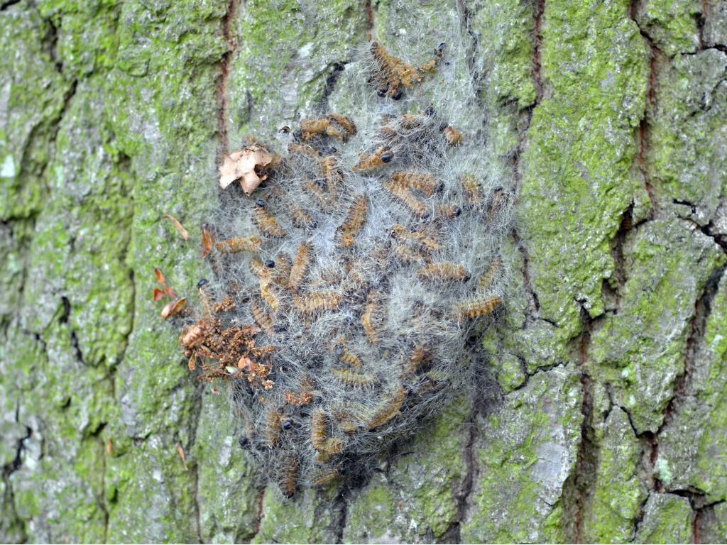 Oak Processionary (larval nest) - Vlad Proklov