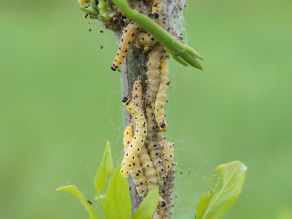 Spindle Ermine (caterpillars) - Marcell Kárpáti