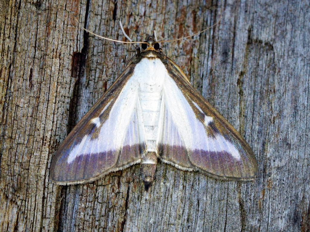 Box-tree moth - Ben Sale