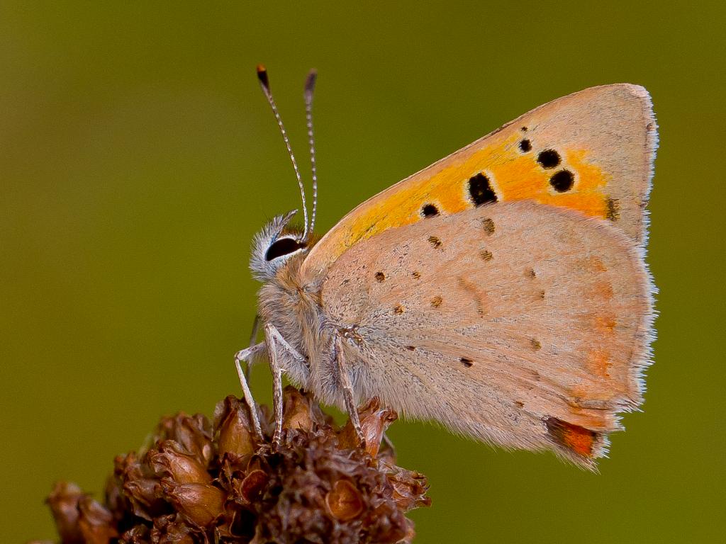 Small Copper (underwing) - Ivan Lynas