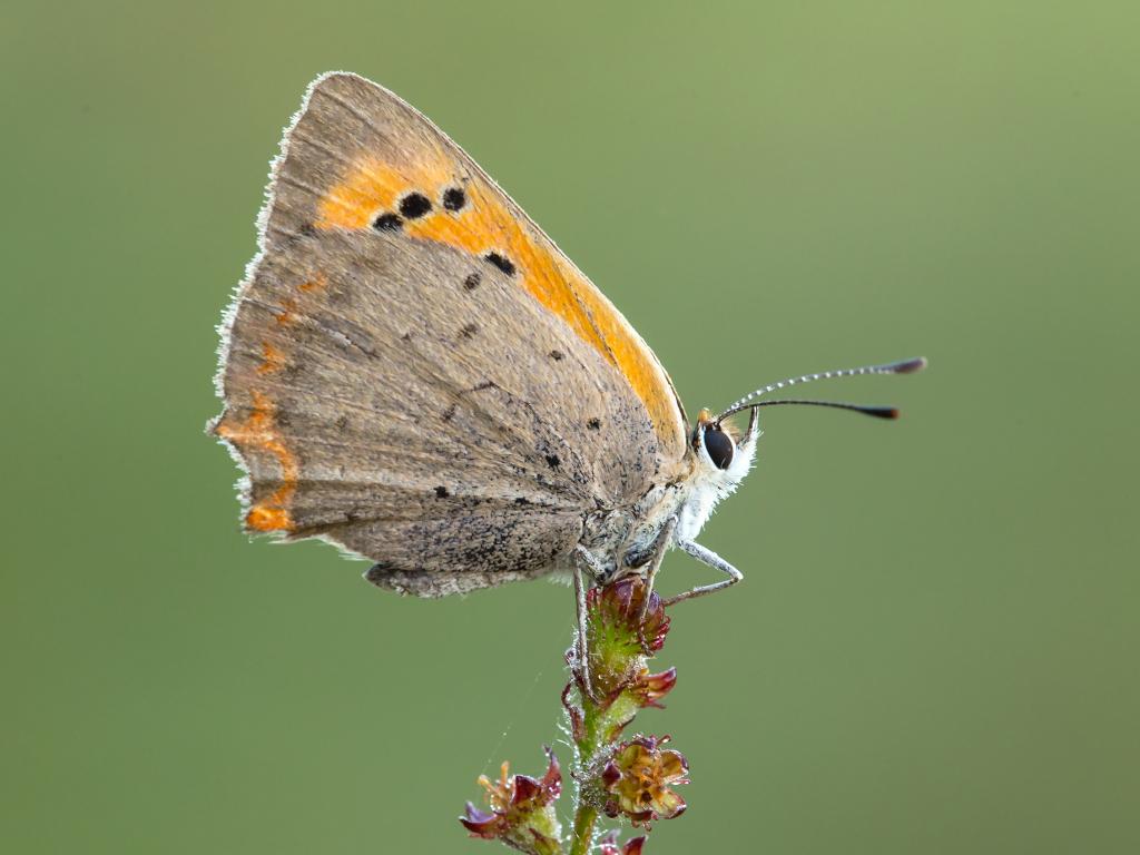 Small Copper (underwing) - Adrian Kennerley