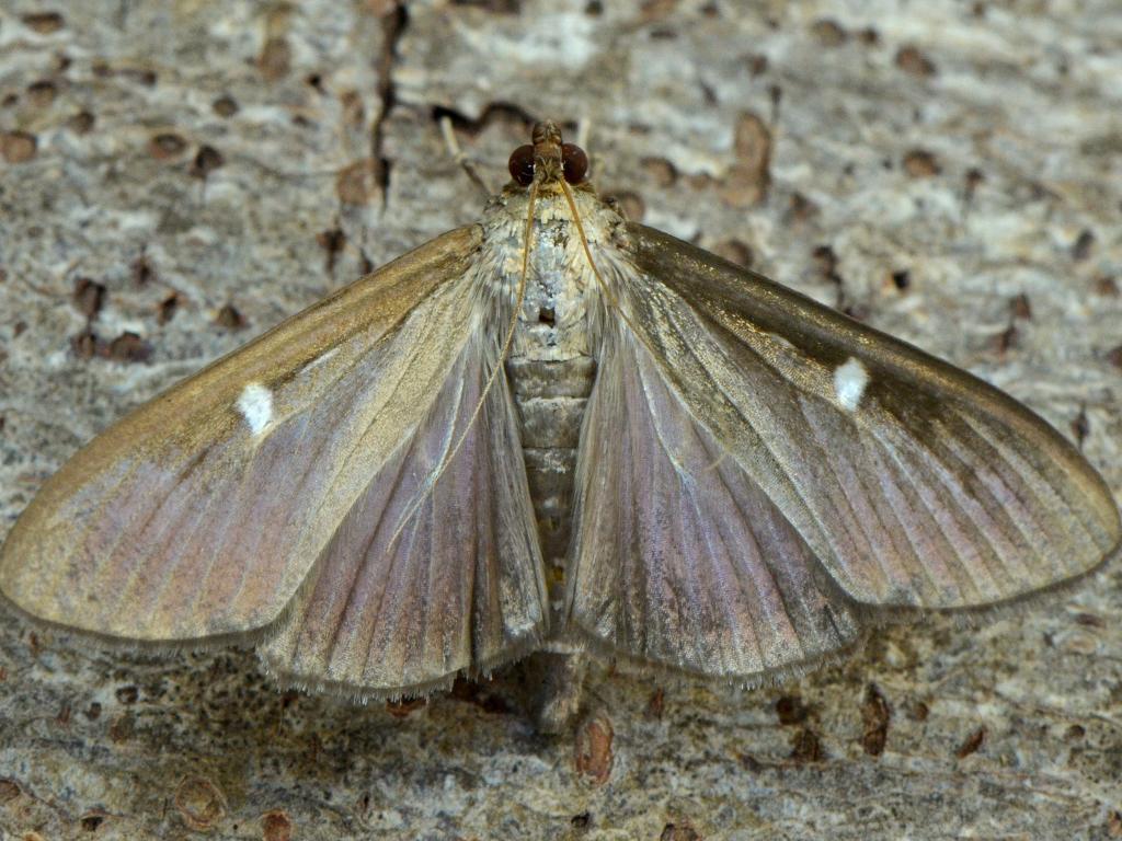 Box-tree moth (dark form) - Vlad Proklov