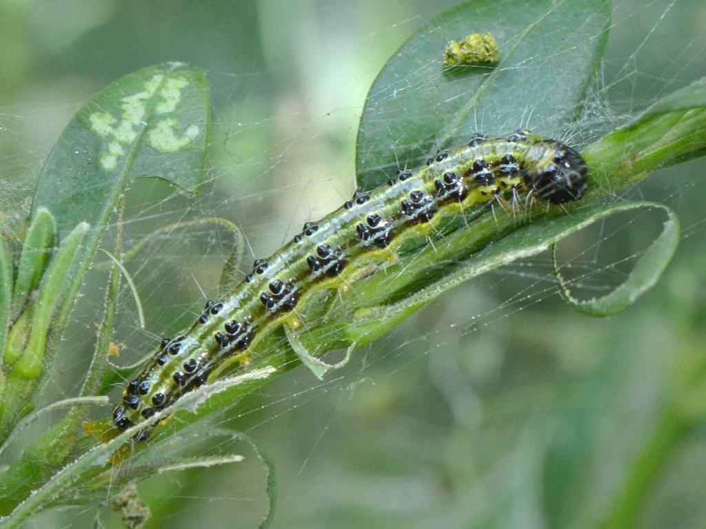 Box Moth caterpillar - Vlad Proklov