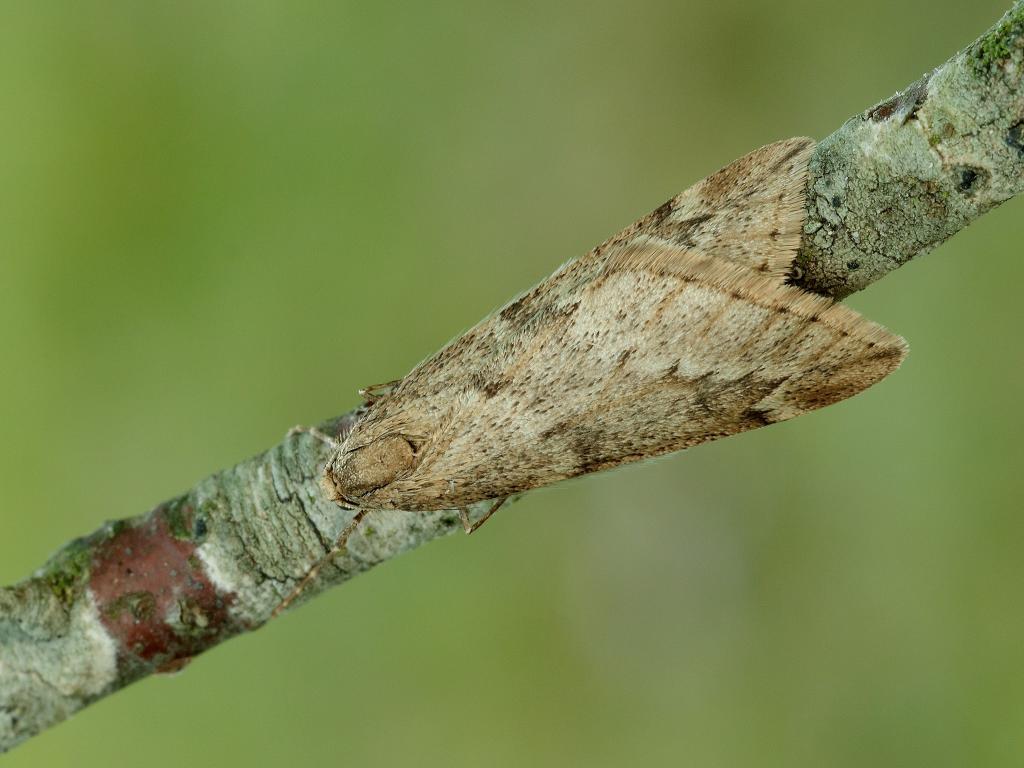 March Moth - Iain Leach