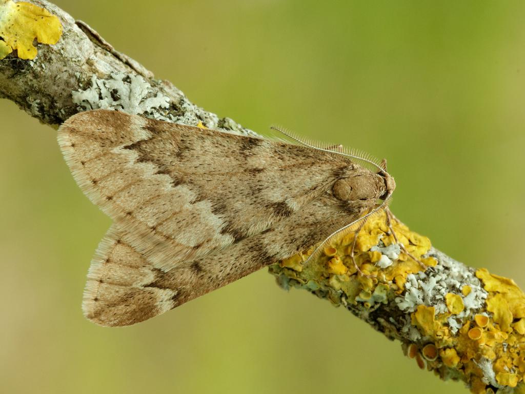 March Moth - Iain Leach