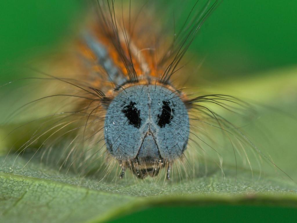 Lackey (caterpillar) - Adam Grochowalski