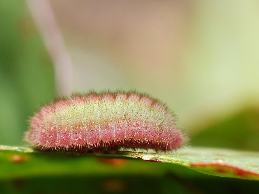 Small Copper (caterpillar) - Gilles San Martin